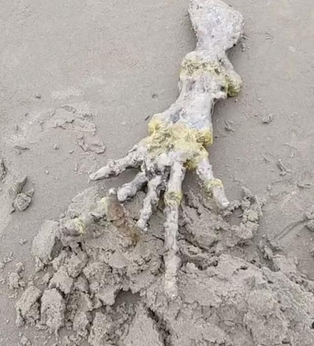 Dəniz kənarında sklet əl tapdılar- ŞOK VİDEO